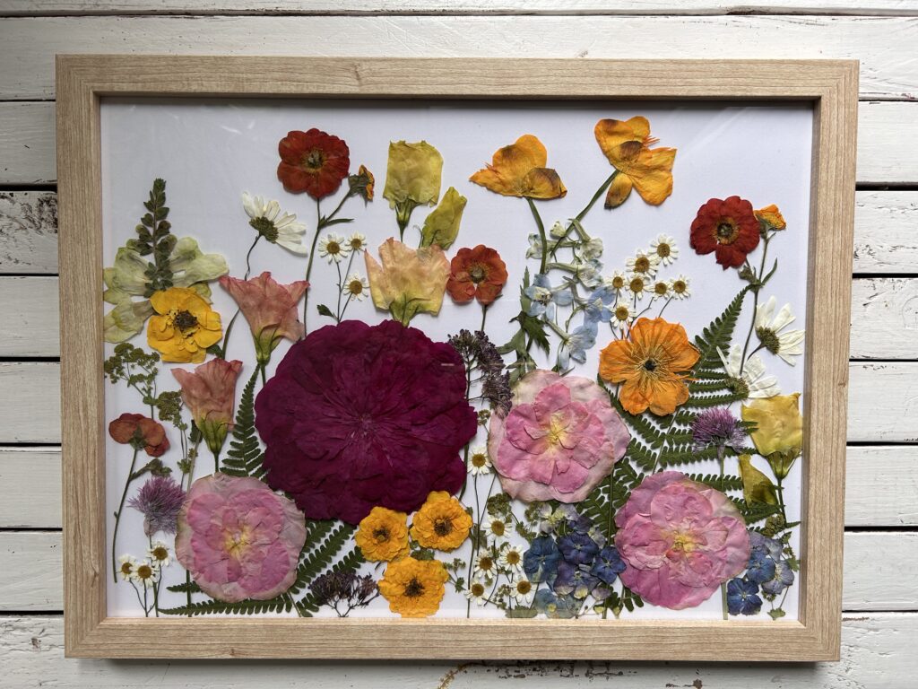 Vielfältige, gepresste Blumen in verschiedenen Farben wie Lila, Gelb, Orange, Rot, Rosa, Weiß und Blau, arrangiert auf weißem Hintergrund und in einem hellen Holzrahmen präsentiert, auf einer weißen Holzbodenfläche liegend.